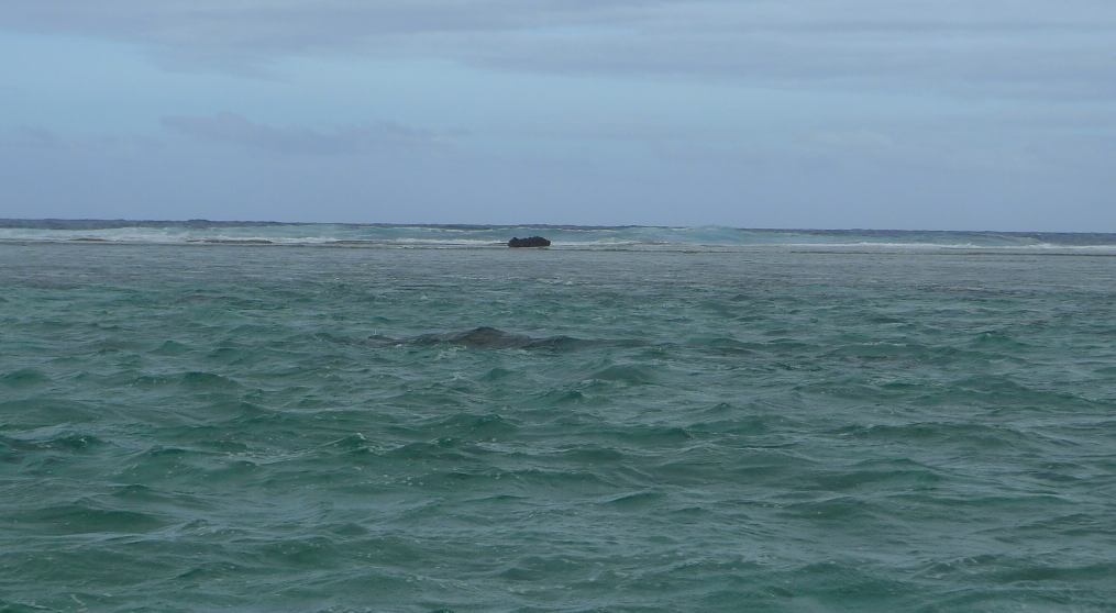 Bora Bora - Blogs de Polinesia Francesa - Día 3. Reef discovery (2)