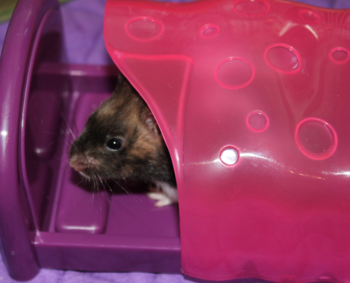 New "All Living Things" Petsmart Products Hamster Central