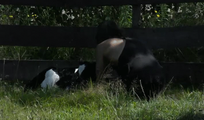 3a04dbaed83588d789f4ef90a69e7f9b.gif