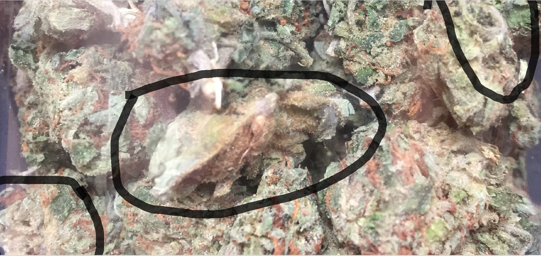 is my weed moldy?