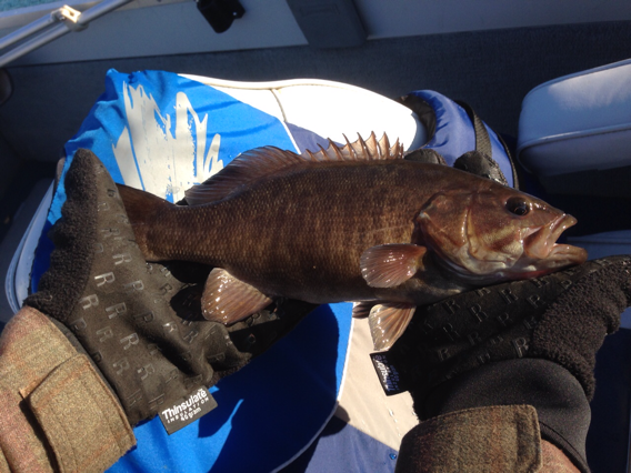 Reddish Brown Smallmouth Rfishing