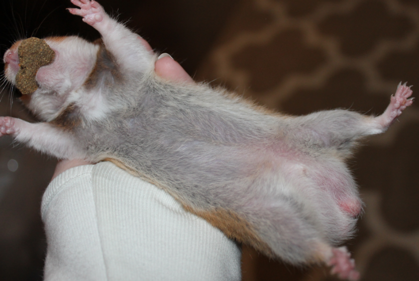 Is My Girl Actually A Boy Hamster Pregnancy Care Hamster