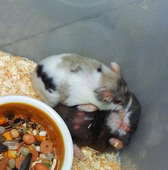 odd syrians genetics hamster linked