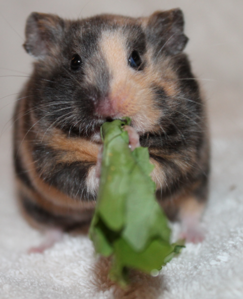 tortoiseshell syrian hamster