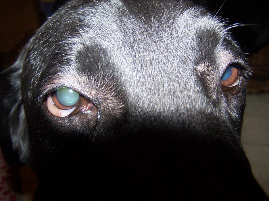 one pupil dilated in a dog