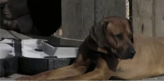 bdf2971c98493fb72d3879bbc5824734.gif