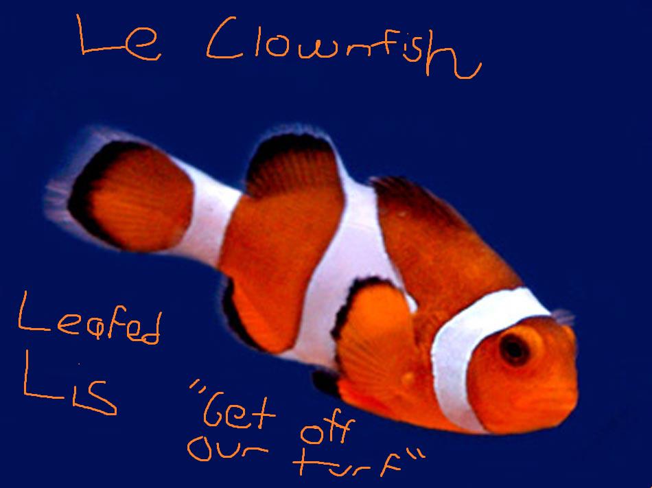 The Clownfish | MCGamer Network