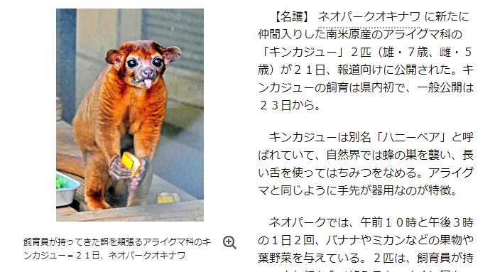 沖縄で初めて会えるアライグマ科のキンカジュー ローカルニュースの旅