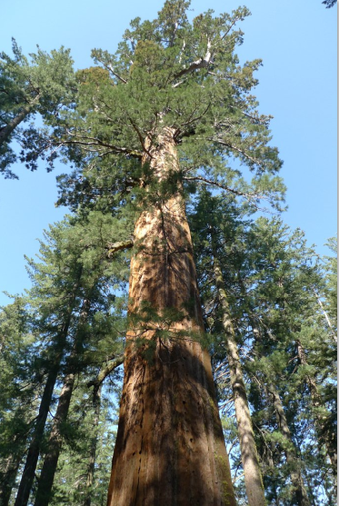 Costa Oeste: San Francisco, Yosemite, Death Valley, Las Vegas, Los Angeles - Blogs de USA - Yosemite-Death Valley. Día 5 (1)