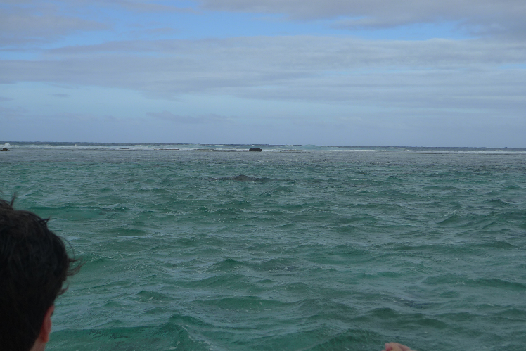 Bora Bora - Blogs de Polinesia Francesa - Día 3. Reef discovery (1)