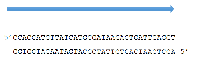 последовательность ДНК