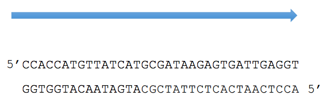 DNA-Sequenz