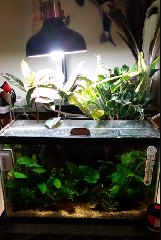 10 gallon Pygmy Corys and Neon Tetras? | Betta Fish Forum