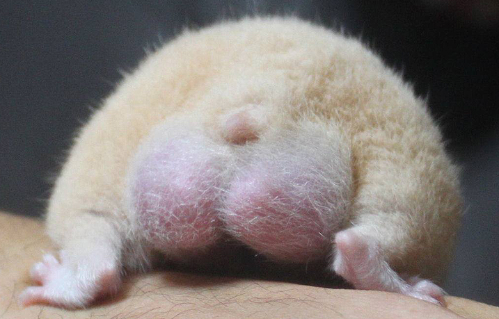 お尻がキュート みんな大好きハムケツ ペットびより