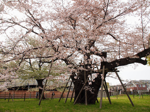 [写真]百年桜