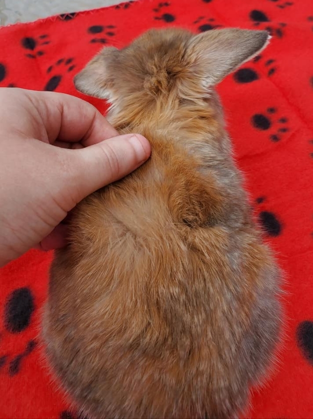 Blue Tort Otter? | Rabbit Talk - Meat Rabbit & Farming Forum