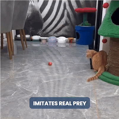 Gato jugando con juguete rápido