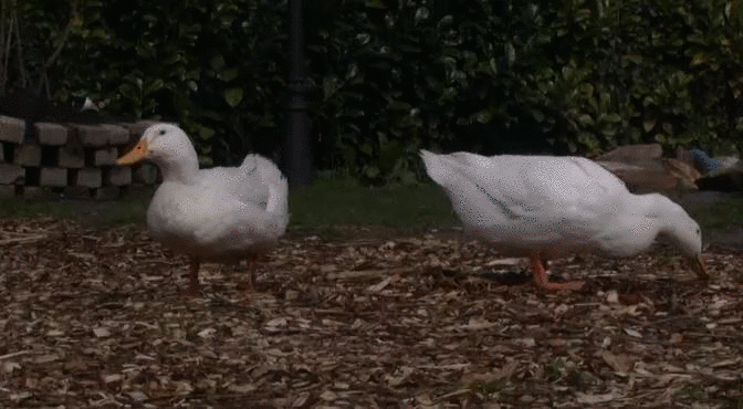 082f80bed01a0bfc4ee0743ef2d41dbd.gif