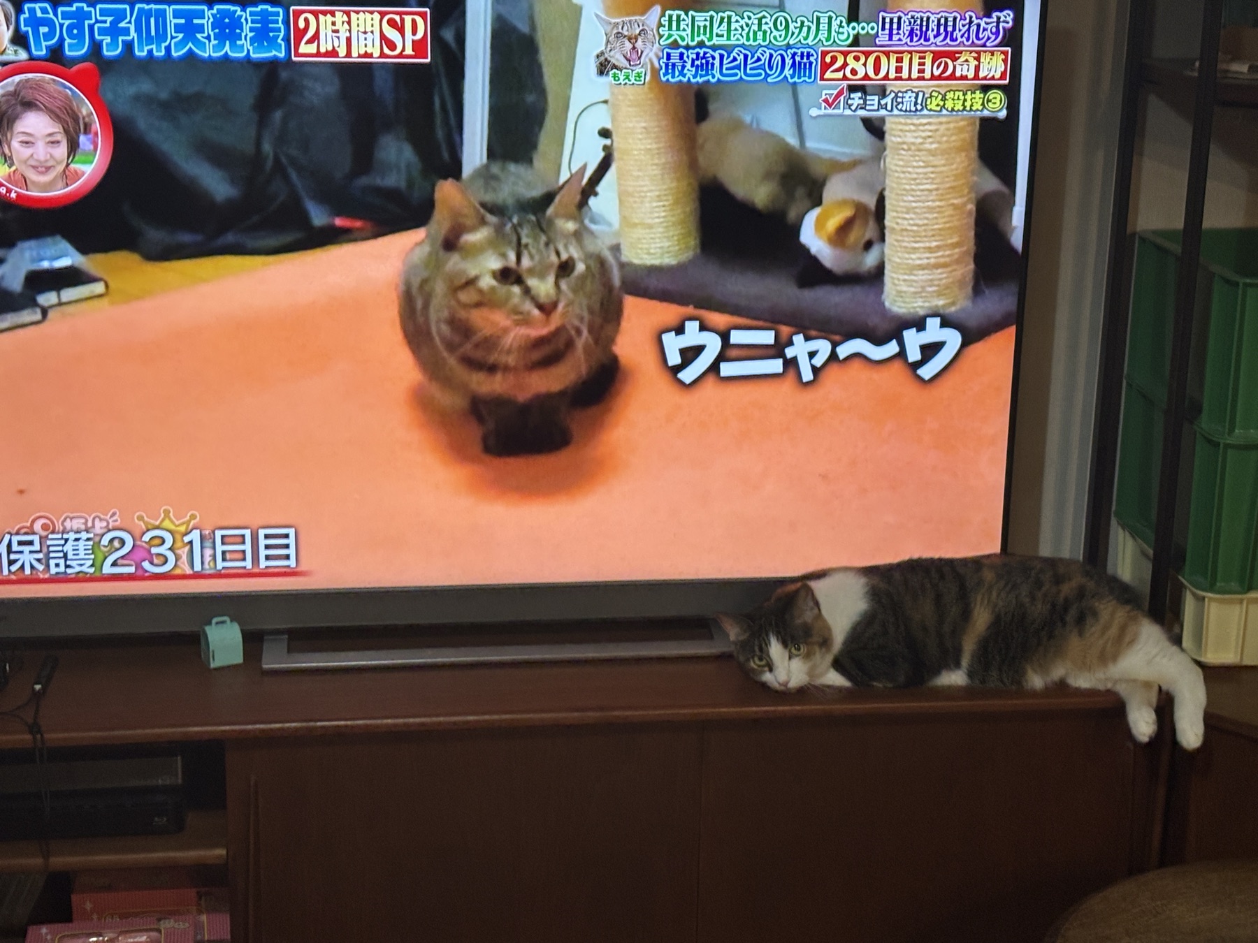 20250725 兵庫のバンド