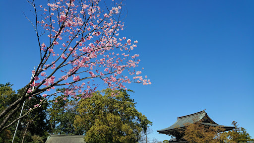 [写真]桜が少し咲いていた
