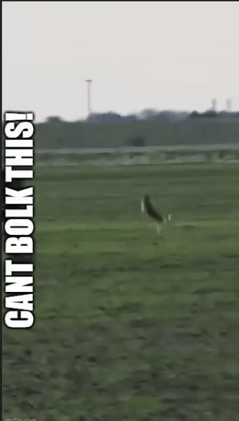 09be565a920bb45fa111d5da00ff98ad.gif