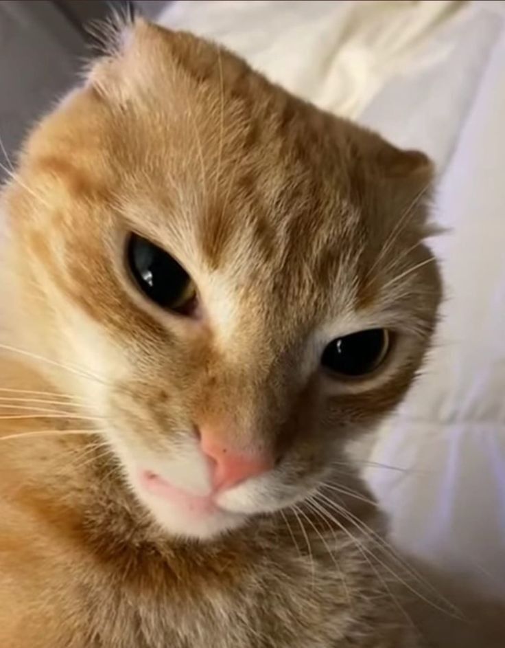 SESETOTO : Link Akses Situs Toto Slot Terbaru Dengan Fitur Toto Togel Akurat - WooCommerce eCommerce