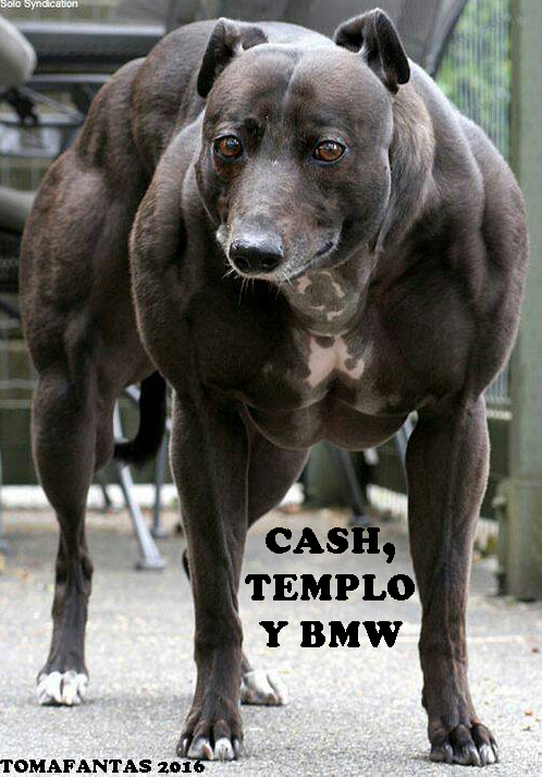 Me da pena el perropala