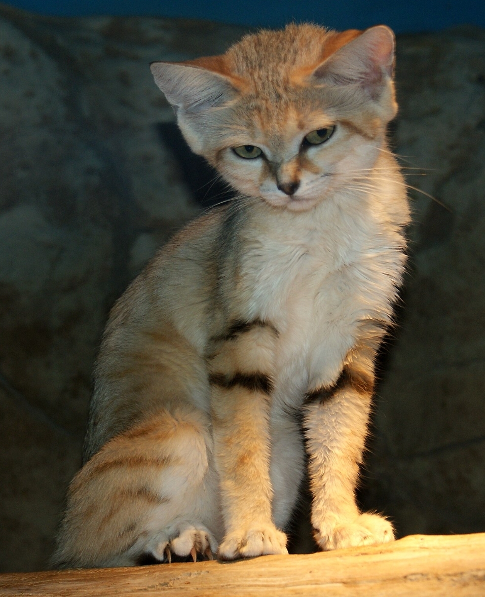 [Image: 109a56ce1a01b72368f8df97b2f2de6a.jpg]