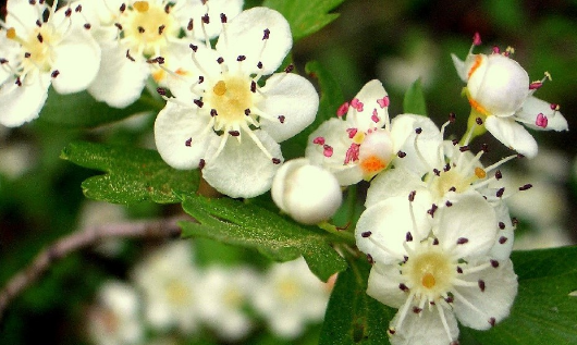 espino blanco flor