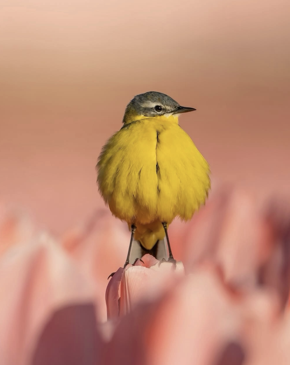 127a6164235d08a0770f7c708f7b466c.png
