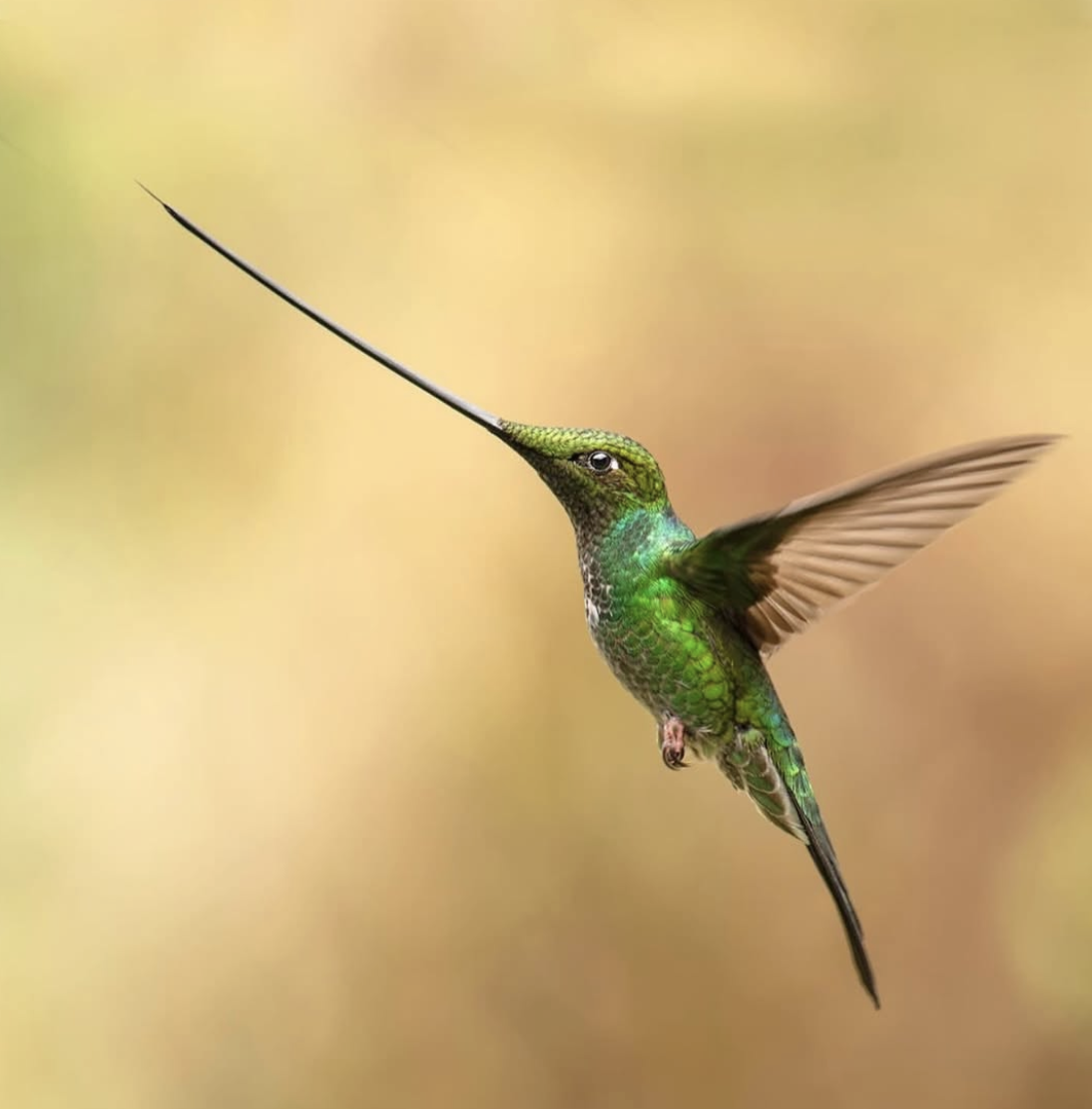 140381b709c17e13a269170c3bb7333e.png