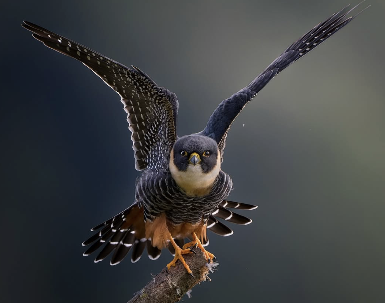 15f277491ec6c62e9739fd90f38e3778.png