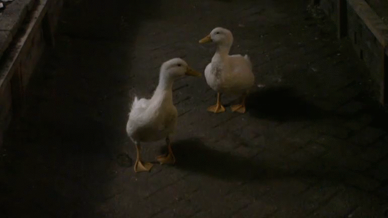 1627a799c80c2ba3dae768c75666244d.gif