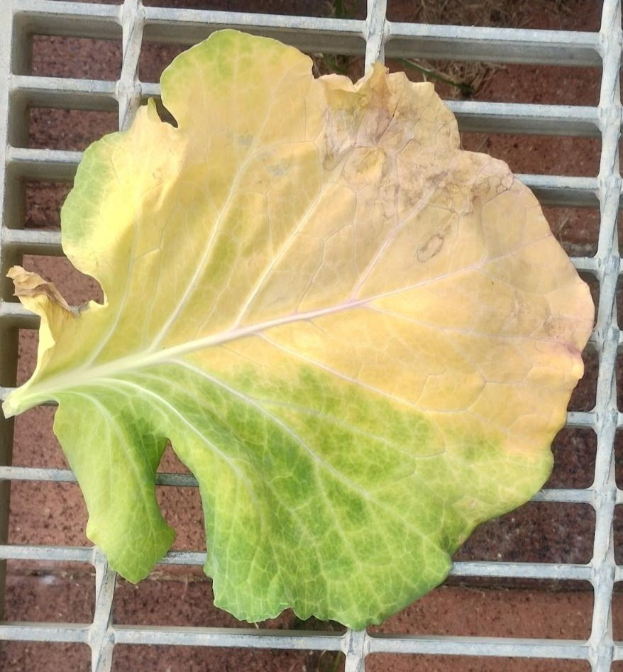 完全に枯れてる黄色キャベツ