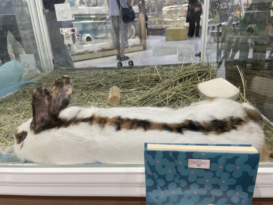 17bc7b9bb75dade8e63f4a382e9a82d9