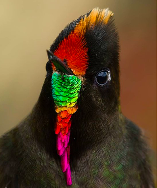 19210c6b4c6141ac1eba1f44d703c409.png