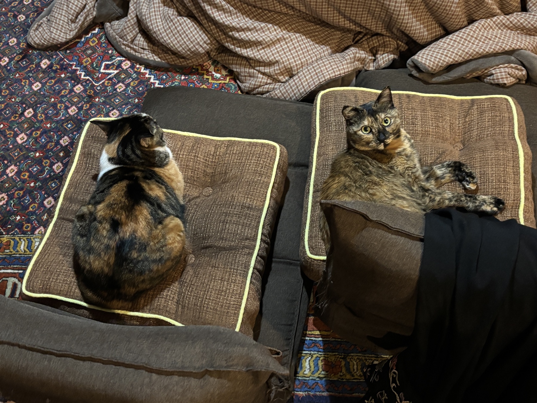 20260117 蔵出し猫