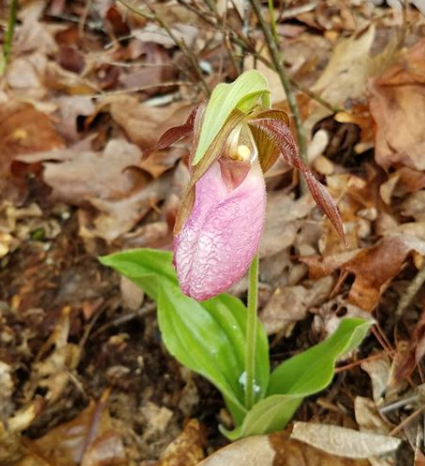 [Image: 1a5e0ed9ea024298eb33a6649b137478.png]