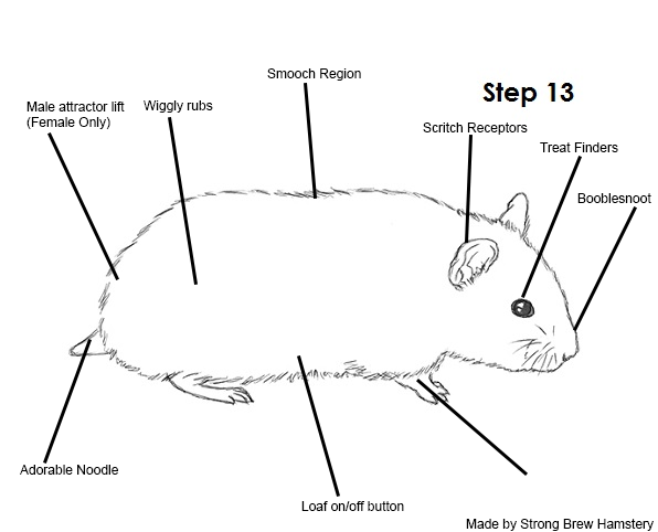 Hamster Skeleton Diagram - Human Anatomy