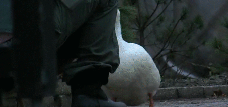 1ca20edda3020fd14b3e07697d24a6de.gif