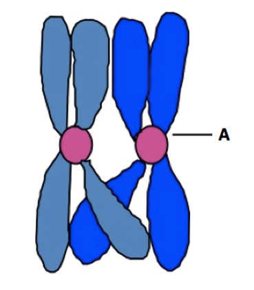 Solved 6. In one sentence, explain why linear chromosomes | Chegg.com