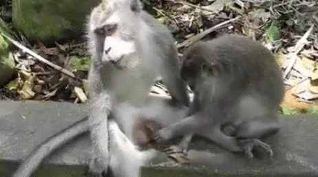 2959580d1fb0e8b8567cf4650dae4a57.gif
