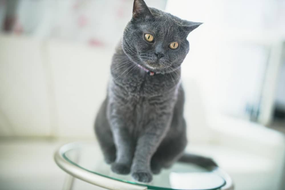 猫の画像