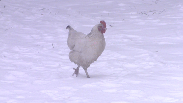 2a63dbd6c9b6ade0695e0e7a9709cbdf.gif