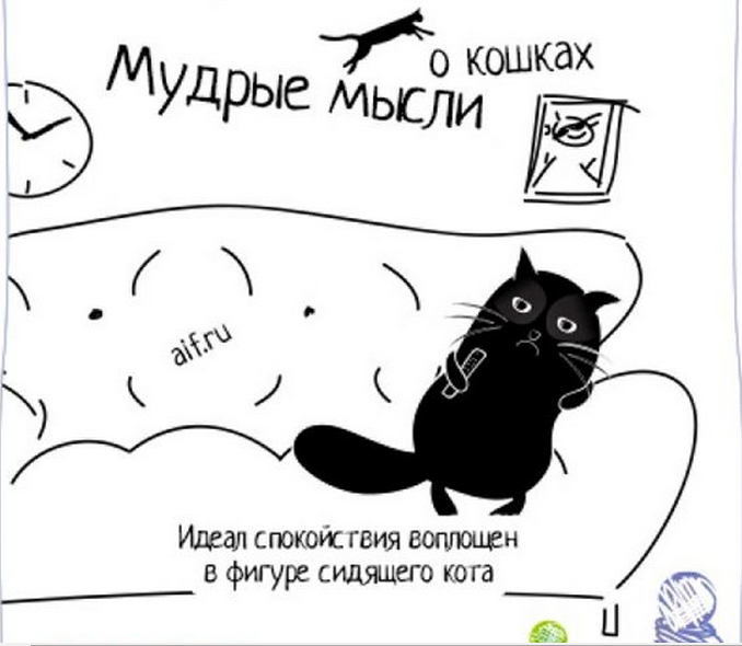 Проверить мысли. Мысли кота. Мысли кота прикольные. Умные мысли кота. Мудрые мысли кота.