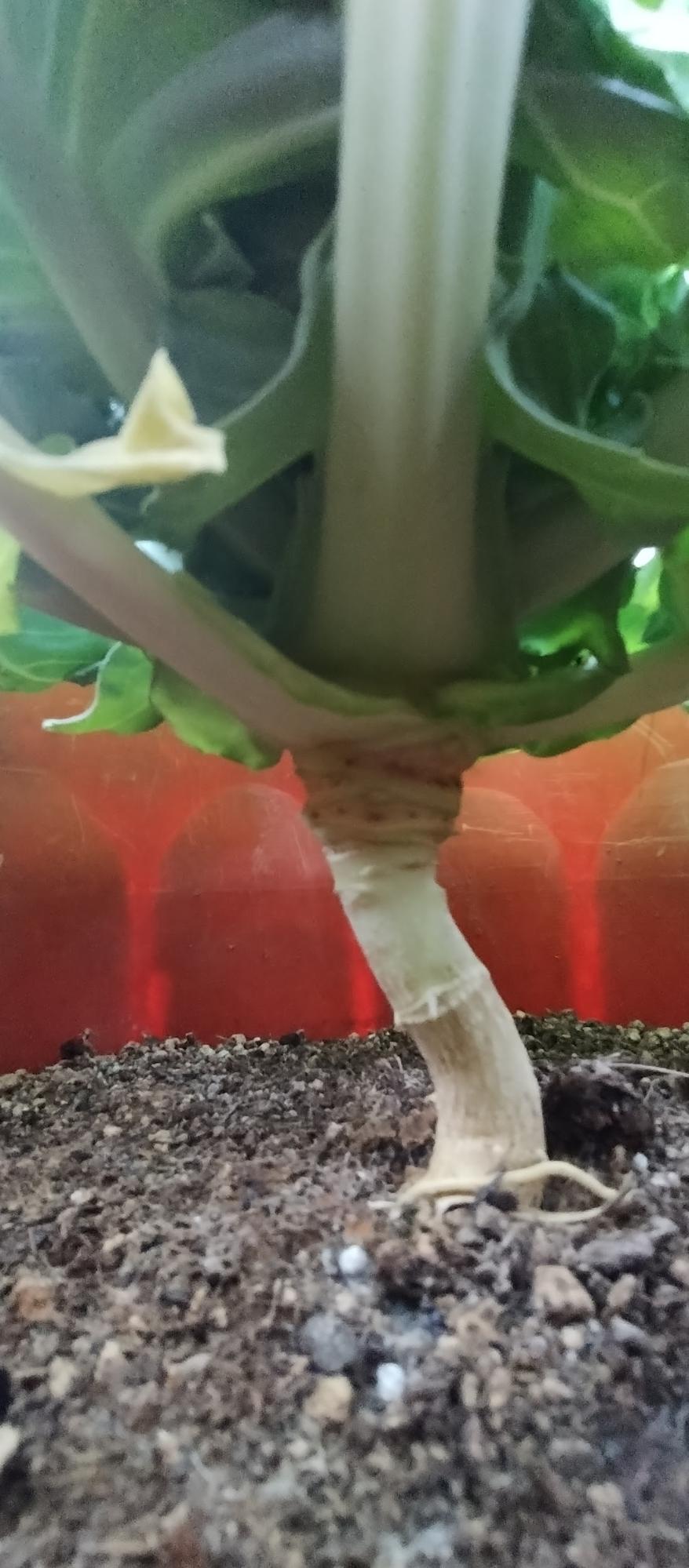 土から逃れて根っこが持ち上がるキャベツ