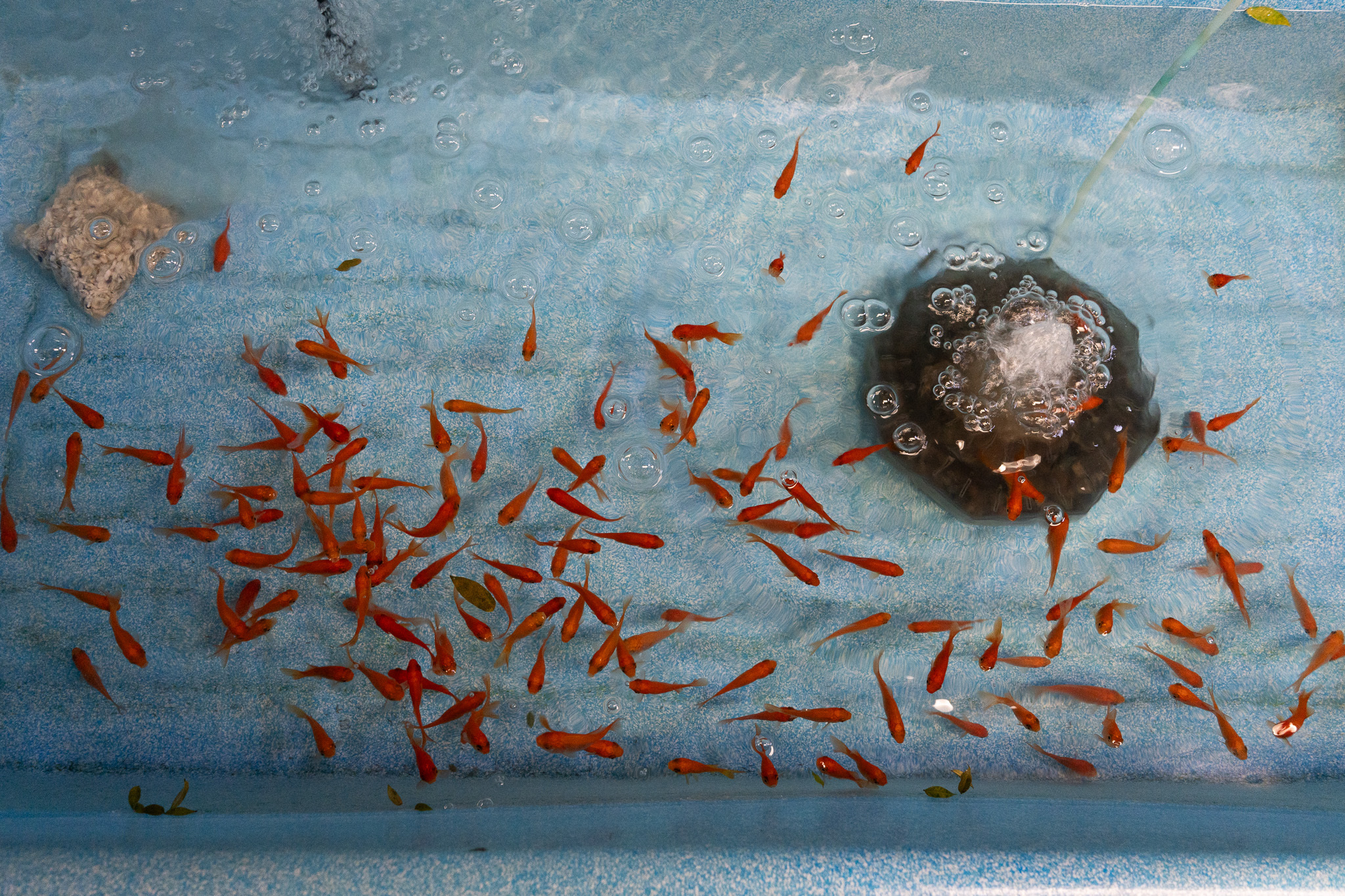 屋上のペットショップで金魚すくいもできるらしい。