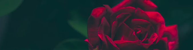 Red rose closeup | The Therapist's Guide to Google AdWords | Brighter Vision Web Solutions | Therapist Websites & Marketing for Therapists | Blog for Therapists