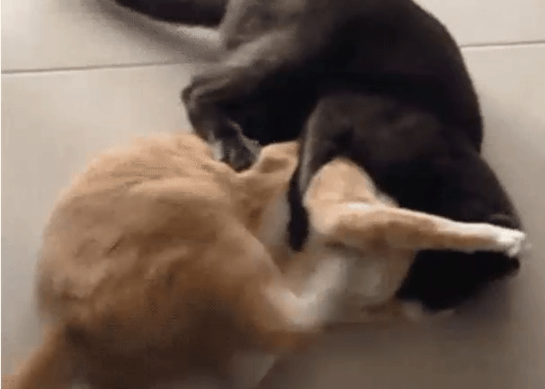 2feeaa73b84a7944970ee419e074f368.gif