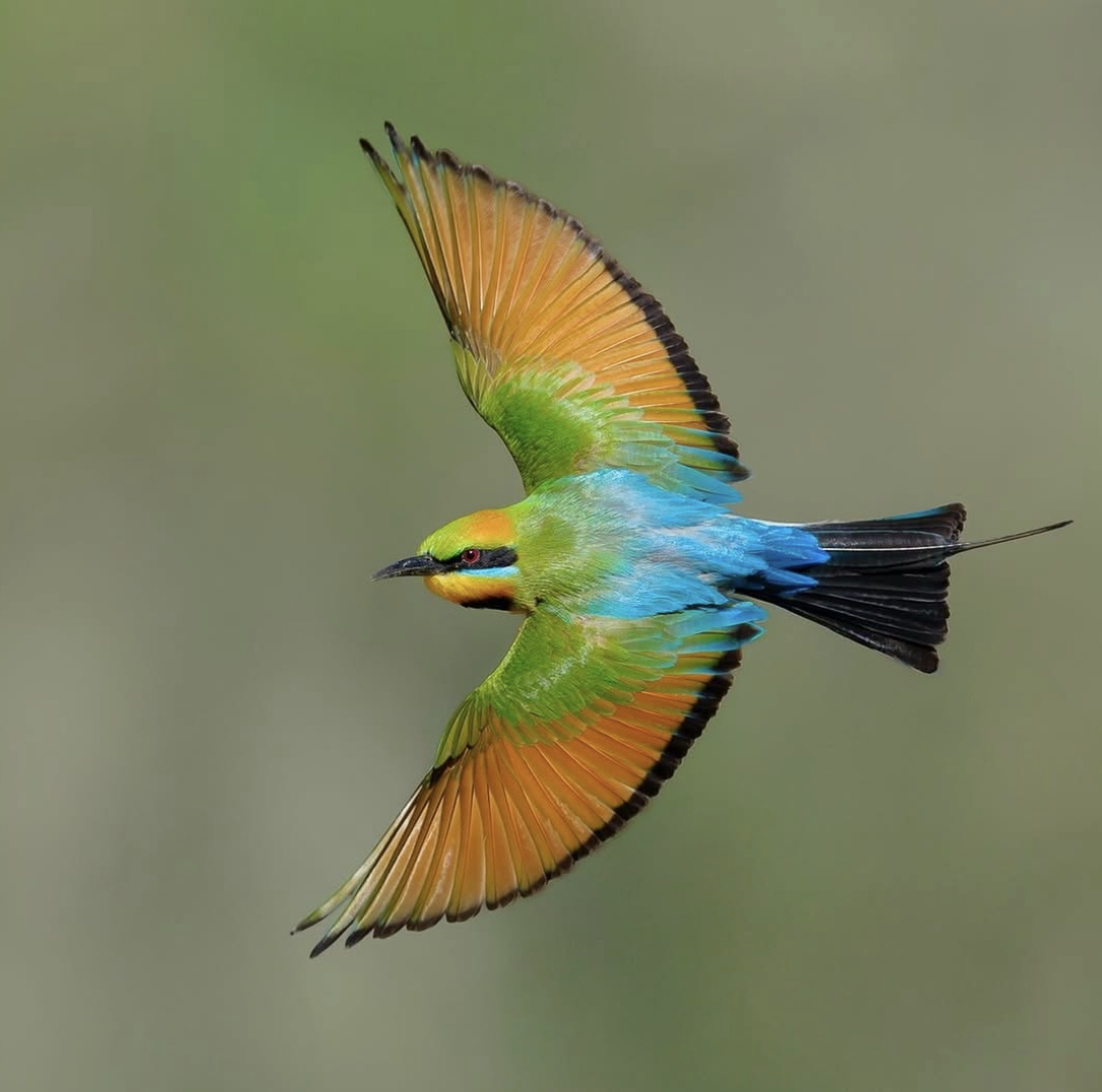 2ffcefbfe643f21e1cfcb8063c8e73ba.png